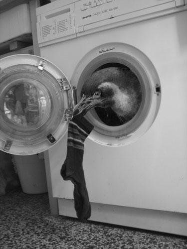 Pinguin in Waschmaschine